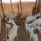 غنم ماعز2025