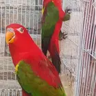 زوج لوري شاترينج جاهز محلل بشهايد حد ب6500ريال