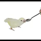 ملعقة غر طيور الزينه