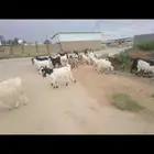 معزاء للبيع اشباب مضاريع بعضها ومولده ومعها جفار
