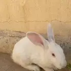 أرنب فرنسي للبيع