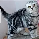 قط سكوتش فولد ماربل للبيغ