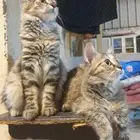 قطط للتبني