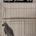 ببغاء كاسكو سوبر جامبو عمره 7سنوات