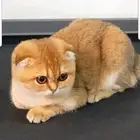 سكوتش فولد أنثى