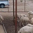 رخيل بلدي أعمارها بين 4 و 6 شهور للبيع جمله