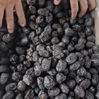 تمور بالجملة( عجوى )