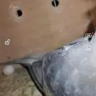 جوز كروان منتج. اليوم نزل اول بيضه