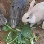 ارنب. ارانب منتجه للبيع