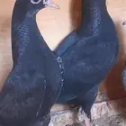 طبه رام بوري باكستاني بيور ودم صافي اسود صك