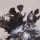 شماسي امريكي أنثى