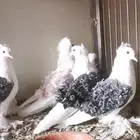 6 حبات حمام مفتل فرل بارك سوبر جامبو كل اثنين اخوان بطن واحد