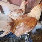 طبقين بيض مخص. لهمان الماني. فرنسي.كلومبي. ماكنتوس. فيومي