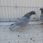 صنعاني لافندر