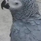 كاسكو كنقو اليف مميز ماشالله تبارك الله