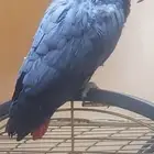 ذكر كاسكو محلل كنقو من اضخم انواع الكاسكو