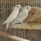جوز روز منتج (( تم البيع ))