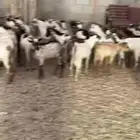 تيوس يمنيه فل الفل 780 ريال