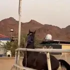 حصان سرعه أدهم شعبي