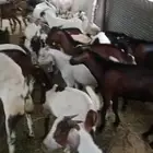 تيوس بلدي جذعان