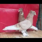 جوز تركي