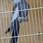 كروان هولندي متكلم مغرد رقيص ماشالله تبارك الله ولعوب