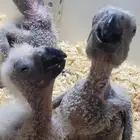 فروخ كاسكو فاخرة من اهل كنقو فواتح