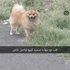 كلب البويراني للبيع تواصل خاص أليف وعنده شهاده صحيه