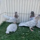 حمام صنعاني