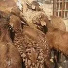 سواكن مرابي حول 3 شهور على الشعير والبرسيم فقط