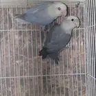 جوز روز برونز (( تم البيع ))