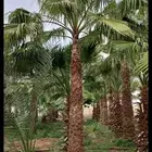 نخل واشنطني زينه للبيع