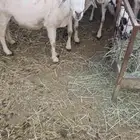 8 ضان امهات للبيع غالبا دفع لانها مع الفحل