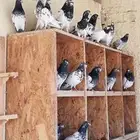 حمام باكستاني تيدي