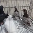 حمام صنعاني اصيل ( تم البيع )