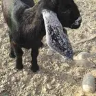 بهم معزا