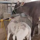 بقره المانيه بيور اصل