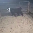عناق فل شحم ولحم