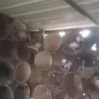 حمام زاجل للبيع على السوم