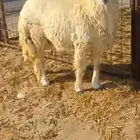 جذع فل الفل جبر