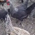 دجاج بلدي للبيع