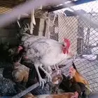 ديك بلدي العمر 7 شهور