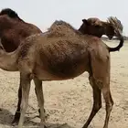 ناقة ساحليه لحقه لها شهر