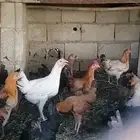 دجاج بلدي. العمر. 6 شهور الحبه ب 20 ريال. اقل بيع 10 حبات