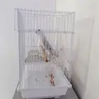 للبيع بابغاه روز زوج وانثى