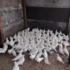 حمام فرنسي