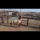 للبيع فحل نعيمي طيب رباع