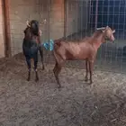 تيوس جنوبيات محايليات