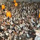 صيصان عمر شهر
