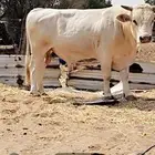 ثور ألماني جبر للبيع